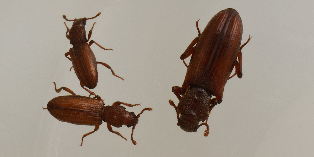 Bothrideres bipunctatus (Bothrideridae) e Cryptolestes cfr. duplicatus (Laemophloeidae)